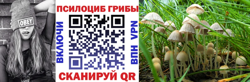 Псилоцибиновые грибы мицелий  mega зеркало  Гвардейск 